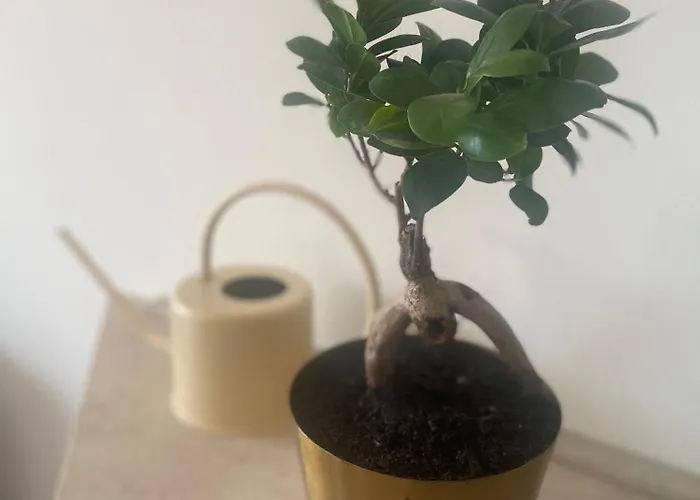 Apartman Water Lily *